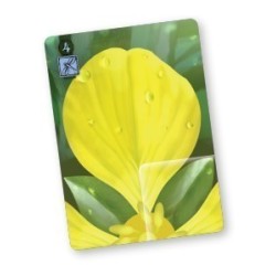 Jeux de société - Lotus