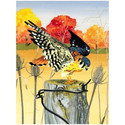 Puzzle New York Puzzle Company - Cornell Lab : American Kestrel - 1000 Pièces