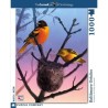 Puzzle New York Puzzle Company - Cornell Lab : Baltimore Orioles - 1000 Pièces