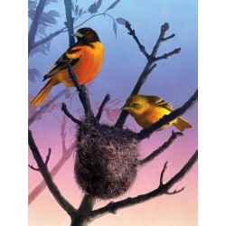 Puzzle New York Puzzle Company - Cornell Lab : Baltimore Orioles - 1000 Pièces