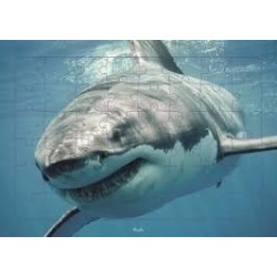 Puzzle Piccolia - Requin - 48 pièces