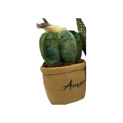 Medium Plante Pots : 15/20cm